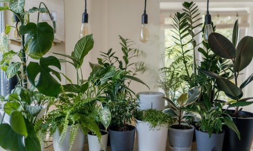 Room full of houseplants